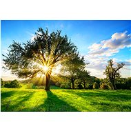 Fototapeta 368x254 Slunce za stromem - Fototapeta