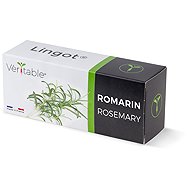 Véritable Lingot rozmaring - Ültetvény