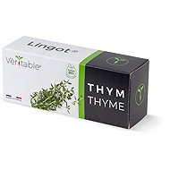 Véritable Lingot Thyme - BIO - Seedling Planter