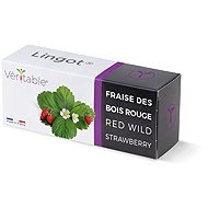 Véritable Lingot Wild Red Strawberries - Seedling Planter