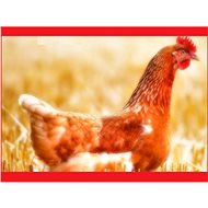 Kuřičky s dovozem na Vaši adresu - Voucher: