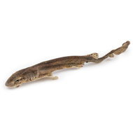RAW RAW Sea Snacks Shark whole 1pc - Dog Treats