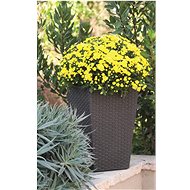 KETER Pot Cover RATTAN PLANTER S brown - Decorative Planter