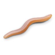 Delphin B! StinxWORM Shrimp 4 cm Skins 50 pcs - Rubber Bait