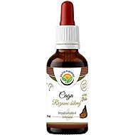 Salvia Paradise Chaga Inonotus Obliquus AF Tincture 50ml - Chaga