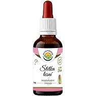 Salvia Paradise Fuller's Teasel AF Tincture 50ml - Herbal Drops