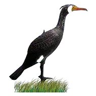 Venator Balabán cormorant - standing - Hunting Decoy