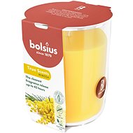BOLSIUS Mimosa 45 h - Candle