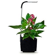 TREGREN T3 Kitchen Garden, Black - Smart Flower Pot