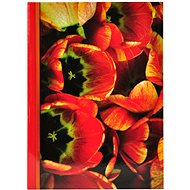 Tradag red tulips - Photo Album