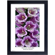 TRADAG Natura 21 x 29,7 - A4 black - Photo Frame
