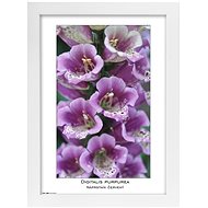 TRADAG Natura 21 x 29,7 - A4 white - Photo Frame