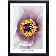 TRADAG Natura 29,7 x 42 - A3 black - Photo Frame