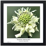 TRADAG Natura 30 x 30 black - Photo Frame