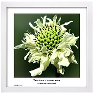 TRADAG Natura 30 x 30 white - Photo Frame