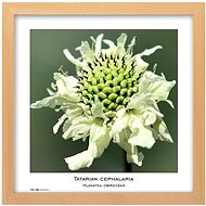 TRADAG Natura 30 x 30 natural - Photo Frame