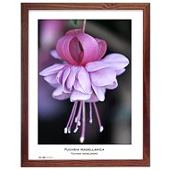 TRADAG Natura 30 x 40 brown - Photo Frame
