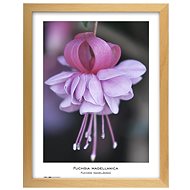 TRADAG Natura 30 x 40 natural - Photo Frame