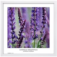 TRADAG Natura 40 x 40 white - Photo Frame