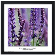 TRADAG Natura 40 x 40 black - Photo Frame