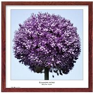 TRADAG Natura 50 x 50 brown - Photo Frame