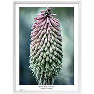TRADAG Natura 50 x 70 white - Photo Frame