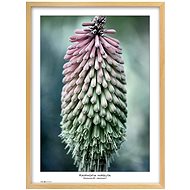 TRADAG Natura 50 x 70 natural - Photo Frame