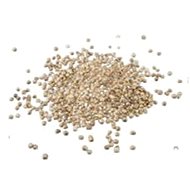 tvojefarma Koriandr - semínka microgreens - Semena