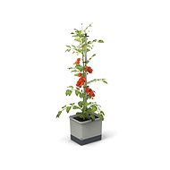 Gusta Garden TOM TOMATO Standard self-watering planter light grey - Flower Box