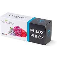 Véritable Lingot Flox - Setzling