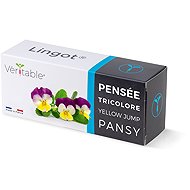 Véritable Lingot Garten-Stiefmütterchen - BIO - Setzling