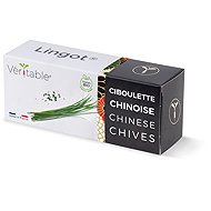 Véritable Lingot Chinesischer Schnittlauch - BIO - Setzling