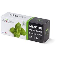 Véritable Lingot Moroccan mint - BIO - Seedling Planter