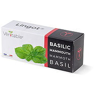 Véritable Lingot Mammoth Basil - Seedling Planter