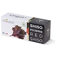 Véritable Lingot Purple shiso - BIO - Seedling Planter