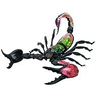 4D Scorpion - Anatomy Model