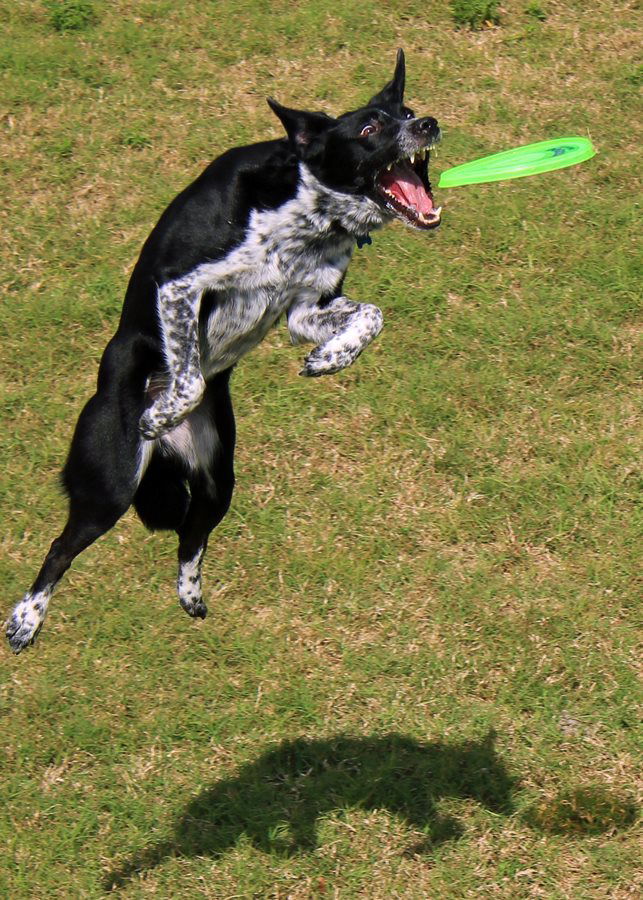 Aerobie dog clearance frisbee