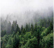 FT4P 7252 - Fototapeta