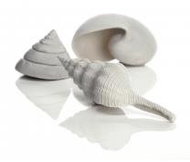 biOrb Sea shell set 3 white - Aquarium Decoration