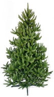Alpina divoký smrk, výška 120 cm - Christmas Tree