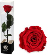 ALTX Stabilizovaná růže na stonku 30 cm fuchsia - Artificial Flower