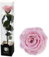 ALTX Stabilizovaná růže na stonku 30 cm růžová - Artificial Flower