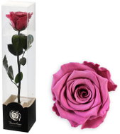 ALTX Stabilizovaná růže na stonku 30 cm starorůžová - Artificial Flower