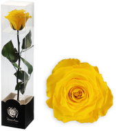 ALTX Stabilizovaná růže na stonku 30 cm žlutá - Artificial Flower