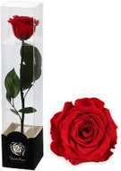ALTX Stabilizovaná růže na stonku 60 cm fuchsia - Artificial Flower
