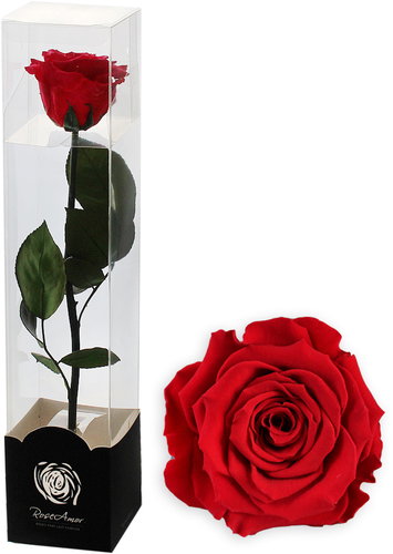 ALTX fuchsia preserved rose on a 60cm stem - Artificial Flower - Main image