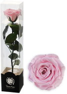 ALTX Stabilizovaná růže na stonku 60 cm růžová - Artificial Flower