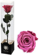 ALTX Stabilizovaná růže na stonku 60 cm starorůžová - Artificial Flower