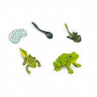 Animal Life Life Cycle Frogs - Figure