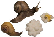 Animal Life Life Cycle of the Snail - Figure
